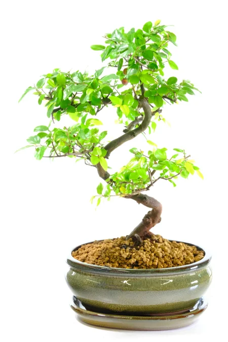 Chinese Sweet Plum Bonsai: An Elegant Fruiting Indoor Tree