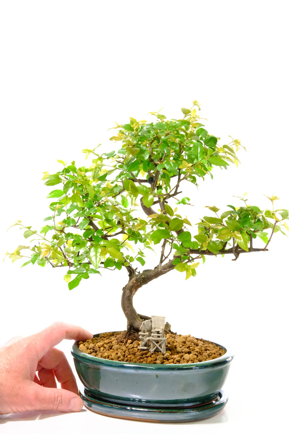 The rich colours of the leaves are a beautiful feature of this bonsai tree