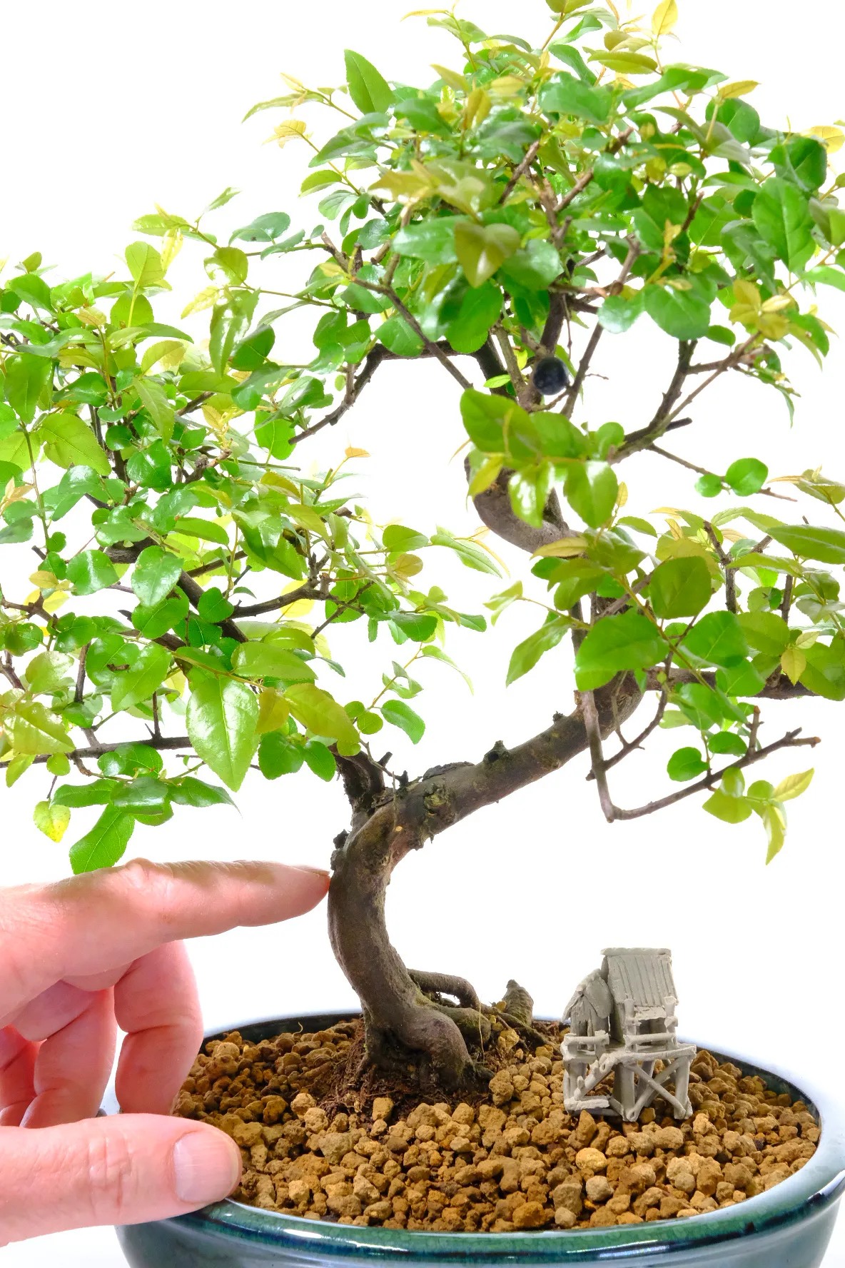 Sageretia theezans Bonsai – Easy Care Premium Indoor Tree with Oriental Stilt House