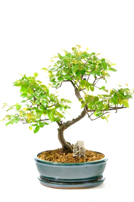 Sageretia Theezans: Elegant Beginners Bonsai with Wonderful Shape | Chinese Stilt House Included