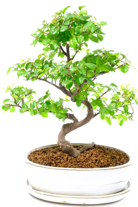 Chinese Sweet Plum Bonsai: Strong, Powerful Fruiting Tree