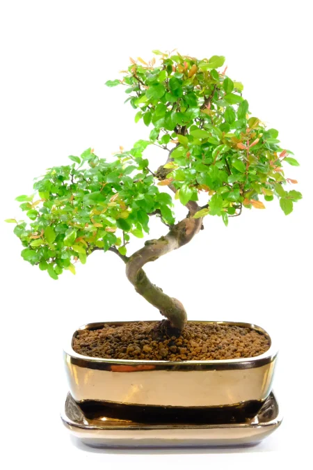 Mature Sageretia Bonsai Tree | Chinese Sweet Plum Indoor Bonsai for Beginners