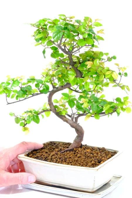 Chinese Sweet Plum Bonsai: Neat Habit - A Rewarding Bonsai