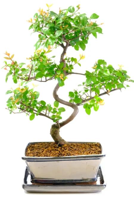Adorable Miniature Indoor Bonsai Tree