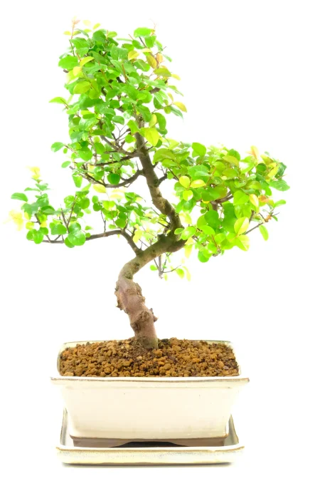 Fabulously Fruiting Chinese Sweet Plum Indoor Bonsai Tree - Incredible Design