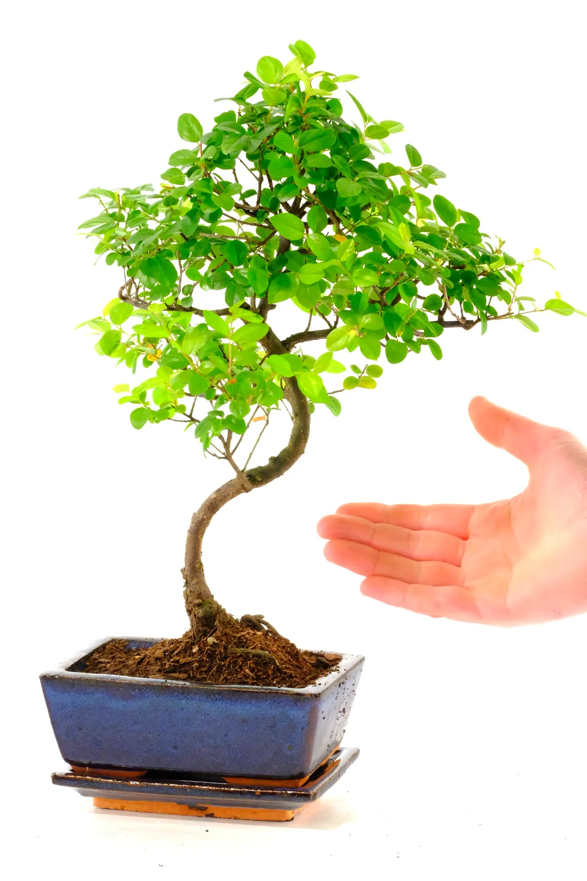 Comes potted in a navy blue ceramic pot with matching drip tray | Free delivery available across the UK