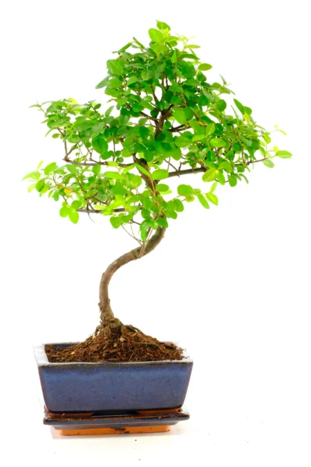 Sageretia Bonsai Tree | Beautiful Styling & Rich Colours