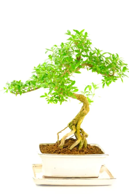 Fabulously Flowering 13 Year-Old Serissa Bonsai Tree | Bonsai Tree for Sale UK with Unique Styling