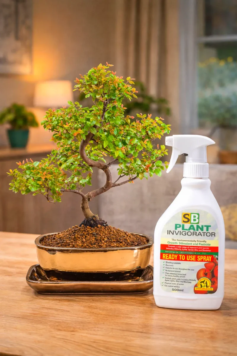 Sageretia premium indoor bonsai tree with SB Invigorator