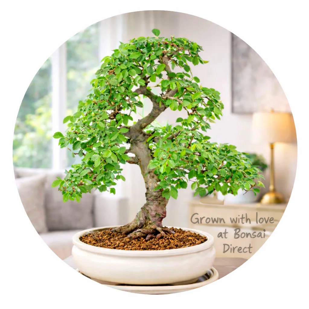 This beautiful Chinese Elm Specimen bonsai has been grown by Lloyd Noall at Bonsai Direct