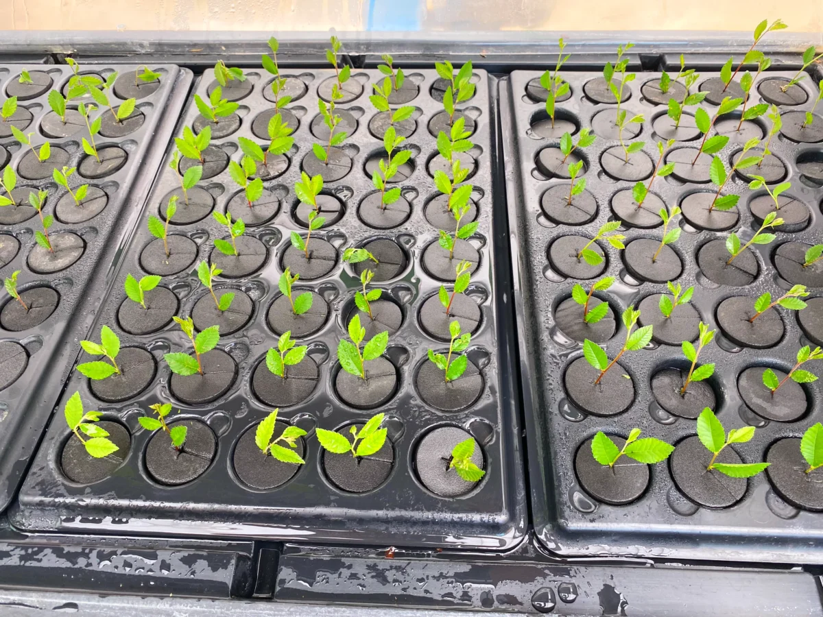 Bonsai tree cuttings in propagator