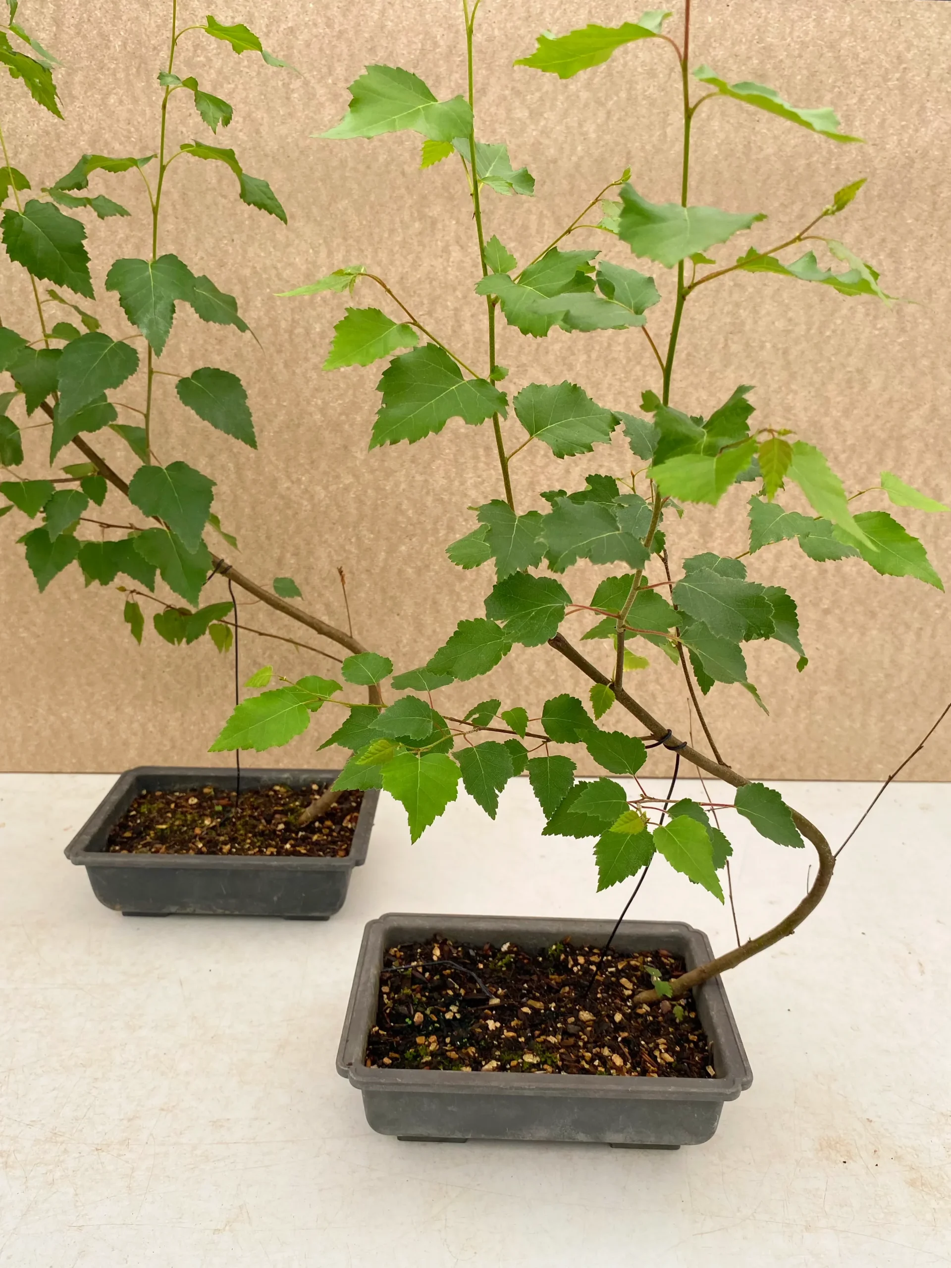 Structural wiring on bonsai tree