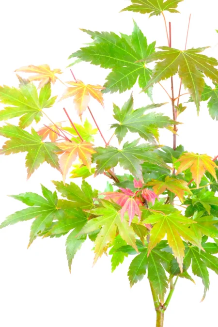 5-Year-Old Japanese Maple Outdoor Bonsai Kit – Meaning Strength, Resilience & Protection | Acer palmatum ‘Brown Sugar’
