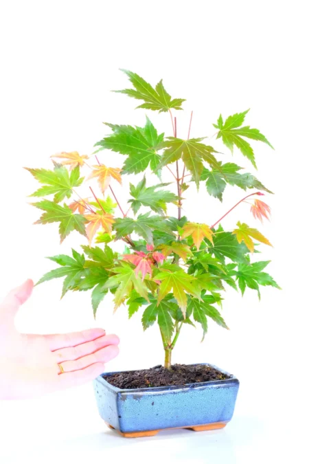 Acer palmatum – A Symbol of Strength, Resilience & Quiet Protection