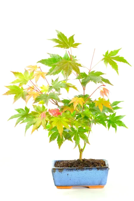 The beautiful colouring of Acer palmtum bonsai