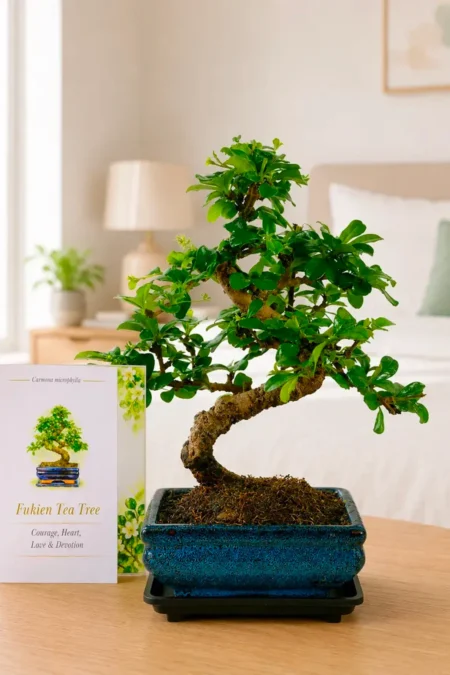 Bonsai Meaning Love - Flowering Fukien Tea Tree Gift Of Devotion & Kindness and family