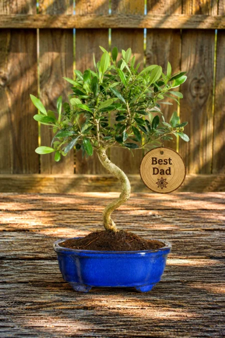8-Year-Old Father's Day Olive Bonsai Tree with "Best Dad" Wooden Tag