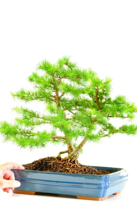 Large twin bonsai tree for sale | Excellent proportions