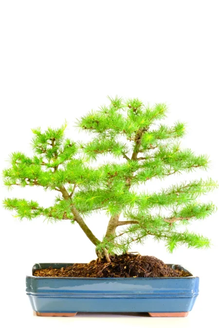 Impressively-Designed Outdoor Larch Bonsai with Twin Trunks