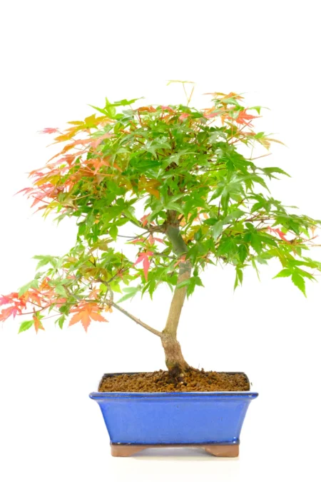A stunning 15-year-old Japanese Maple Bonsai (Acer palmatum ‘Deshojo’) featuring a beautifully twisting trunk, elegant branching, and breathtaking seasonal colour. This exact outdoor bonsai tree was individually photographed in May 2026 and offers timeless beauty throughout the year.