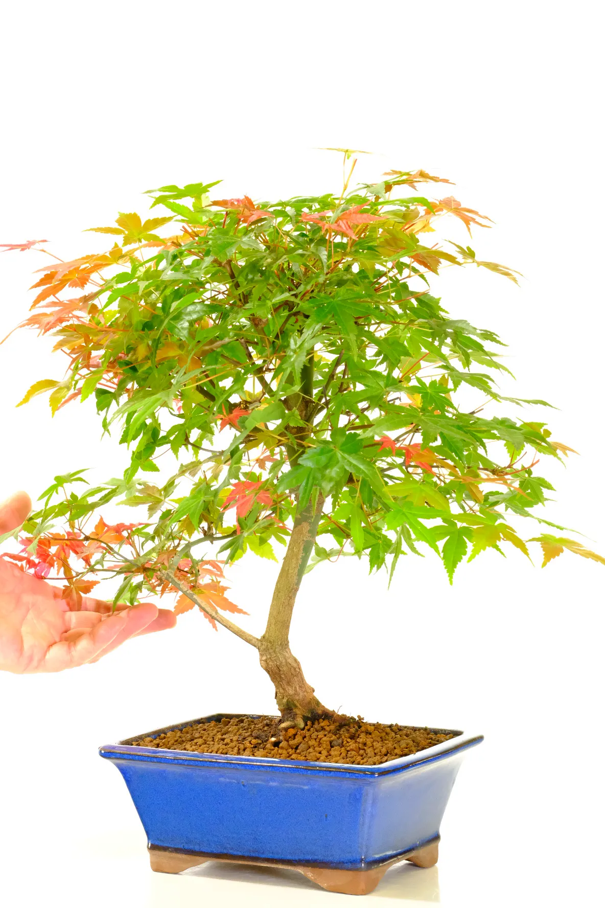 With its flowing movement, mature twisty trunk, and balanced canopy, this Japanese Maple bonsai perfectly combines strength, grace, and refinement. The exposed structure creates a powerful yet calming presence from every angle.