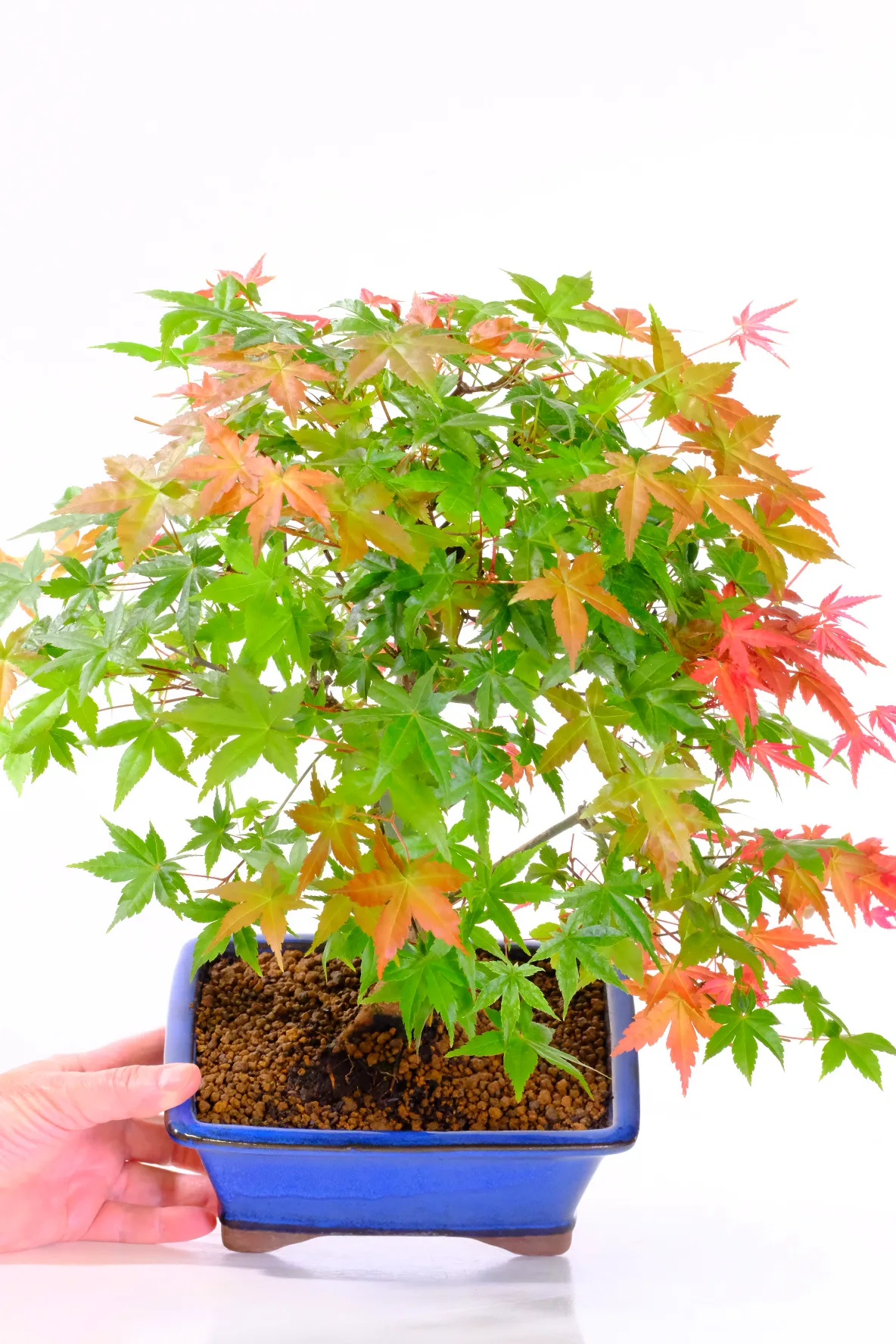 The famous ‘Deshojo’ Japanese Maple is celebrated for its dramatic colour transformations. Brilliant crimson spring foliage gradually softens into fresh summer greens before erupting into fiery reds and glowing oranges during autumn.