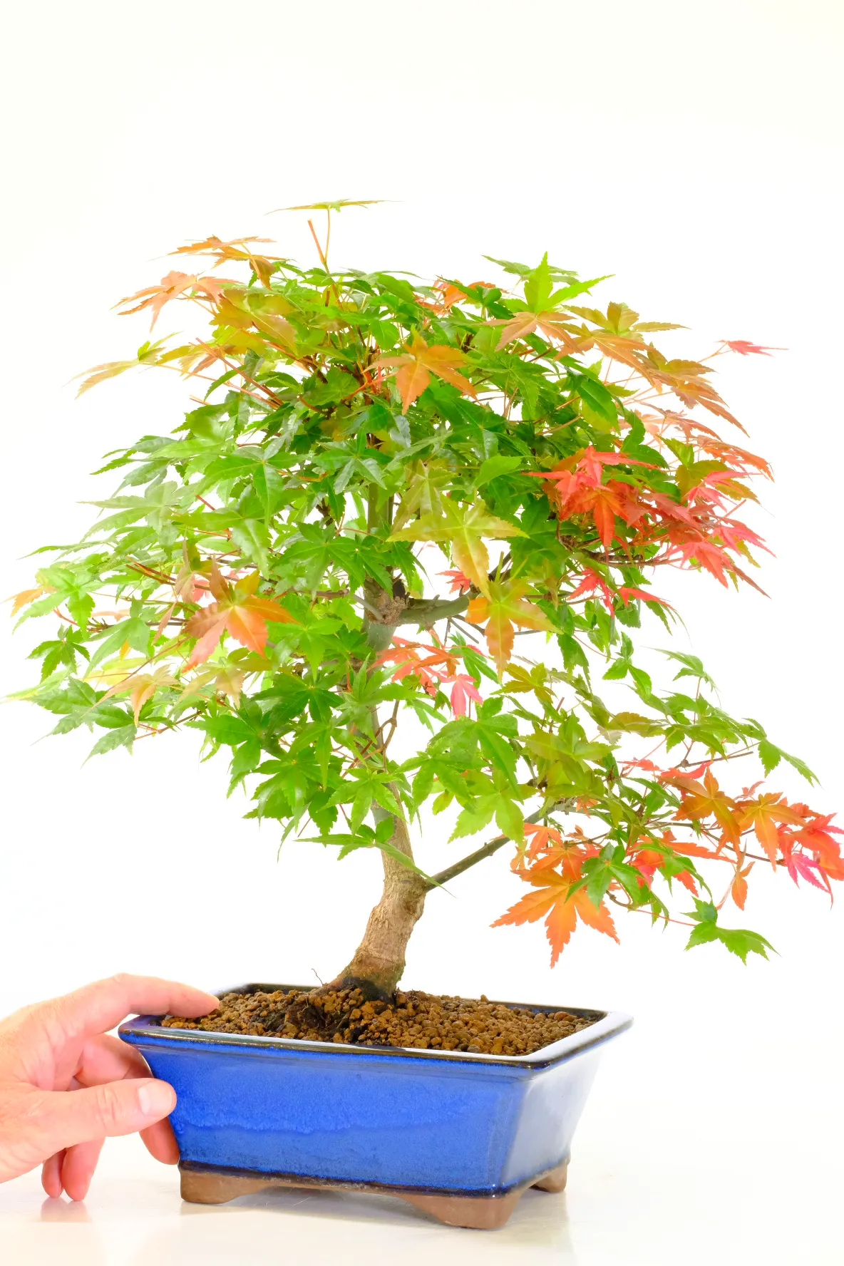 Recently re-potted into a sleek royal blue rectangular ceramic bonsai pot, this elegant presentation enhances the vivid seasonal foliage colours while beautifully complementing the tree’s refined silhouette and natural artistry.