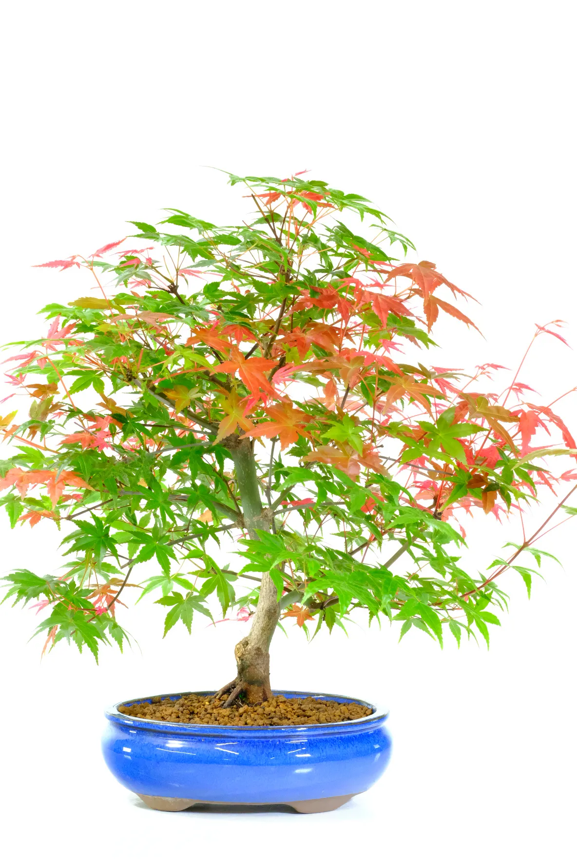 A spectacular 15-year-old Japanese Red Maple Bonsai with breathtaking seasonal colour and elegant branching. This exact Acer palmatum ‘Deshojo’ specimen features vibrant spring reds, graceful structure, and timeless outdoor bonsai beauty in a luxurious royal blue ceramic pot.