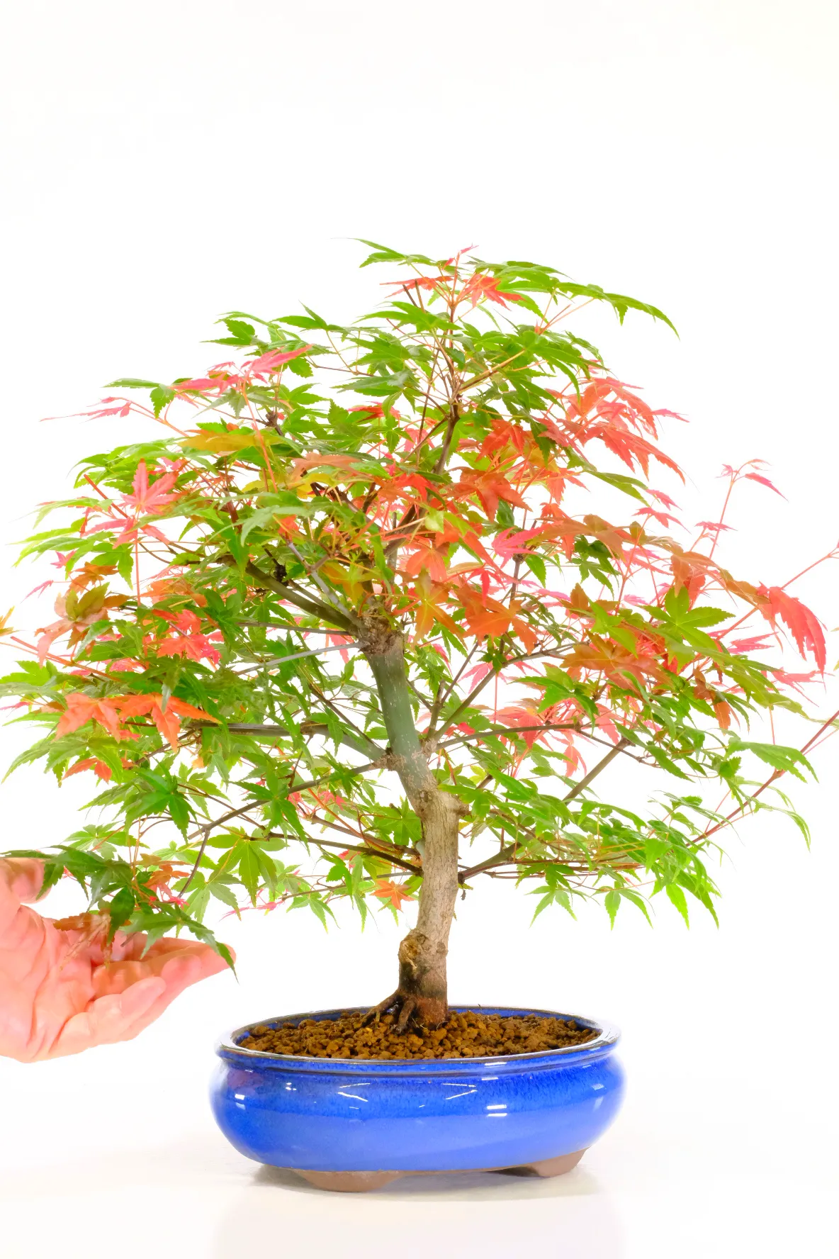Presented in a brand new rich royal blue oval ceramic bonsai pot, carefully chosen to complement the striking foliage colours and elevate the overall composition with a luxurious, premium finish.