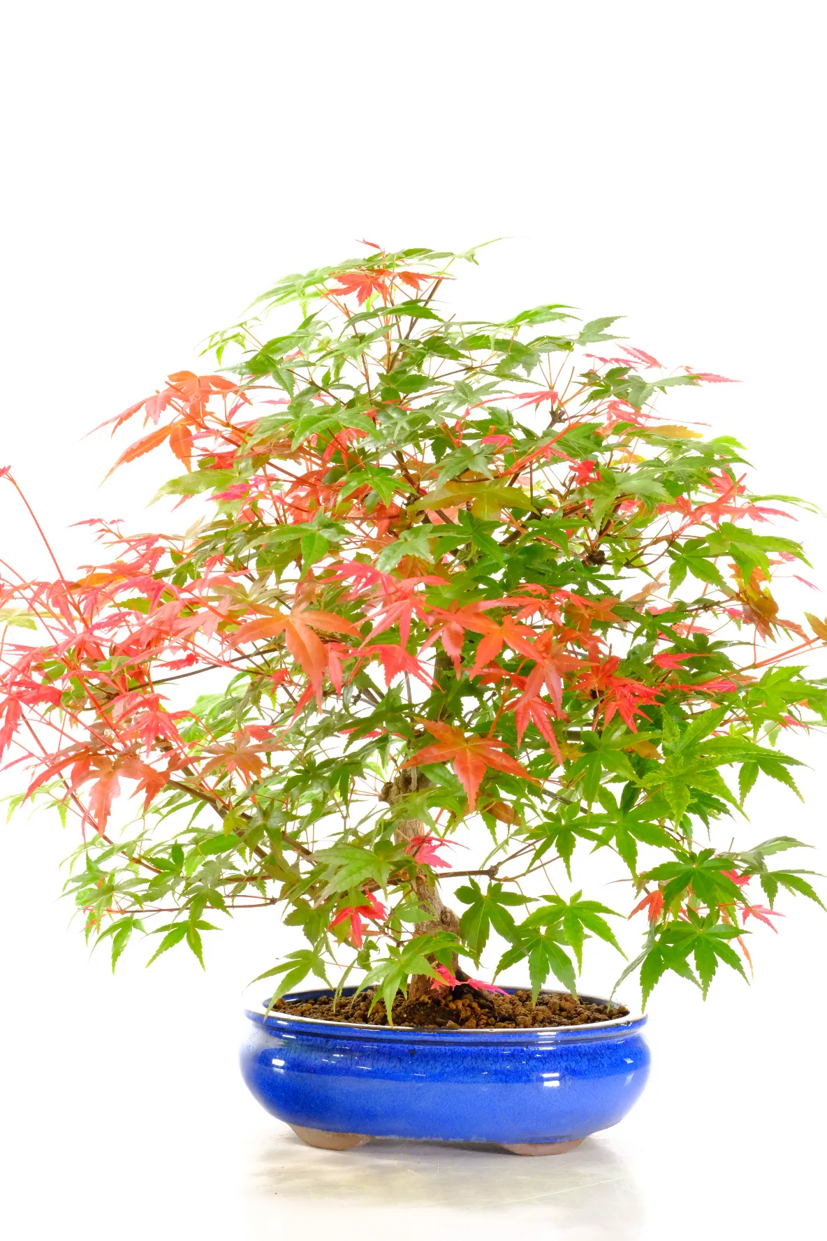 One of the most admired Japanese Maple varieties, the Acer palmatum ‘Deshojo’ produces stunning seasonal colour transitions throughout the year — from vivid scarlet spring foliage to fiery autumn oranges, russets, golds, and fresh lime greens.