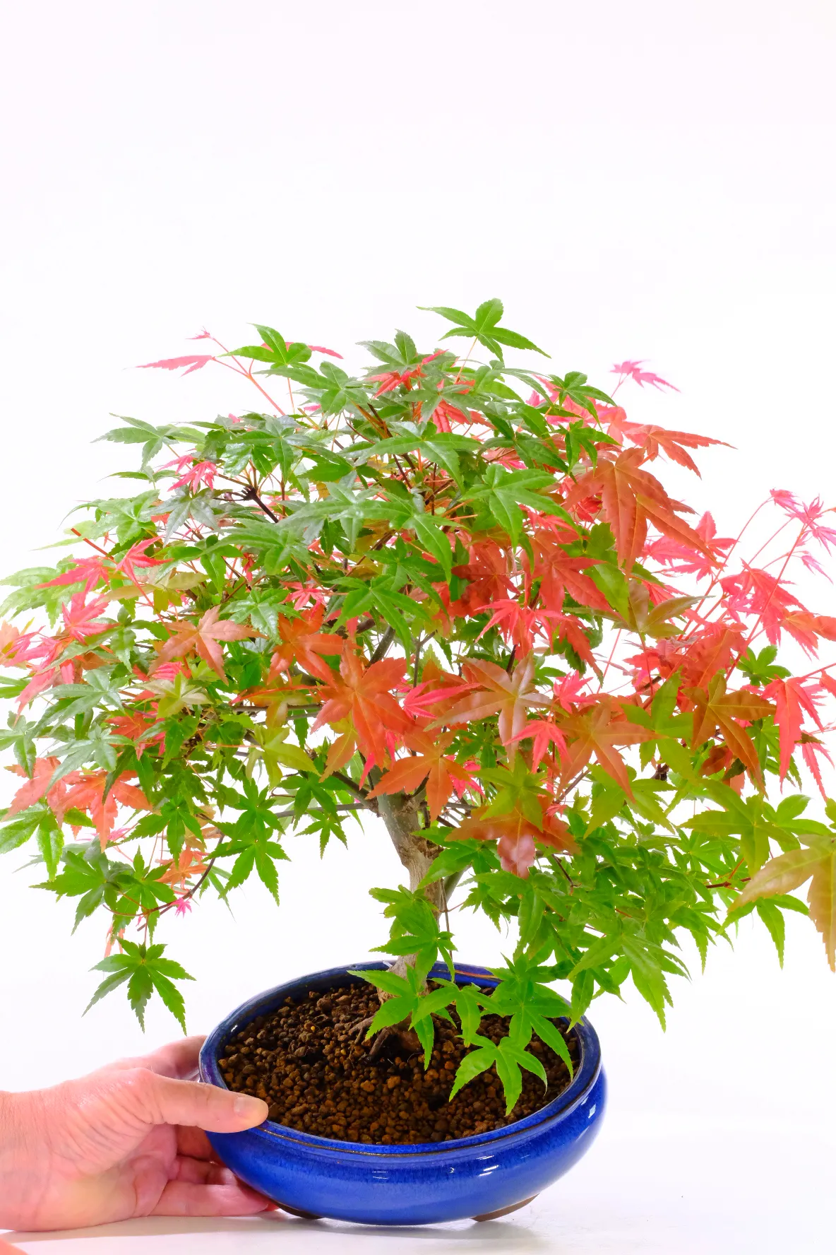 Individually photographed in May 2026 at our Mid Devon nursery, this is the exact Japanese Red Maple Bonsai you will receive. Carefully cultivated and styled by Bonsai Direct, each tree is selected for outstanding beauty, health, and character.