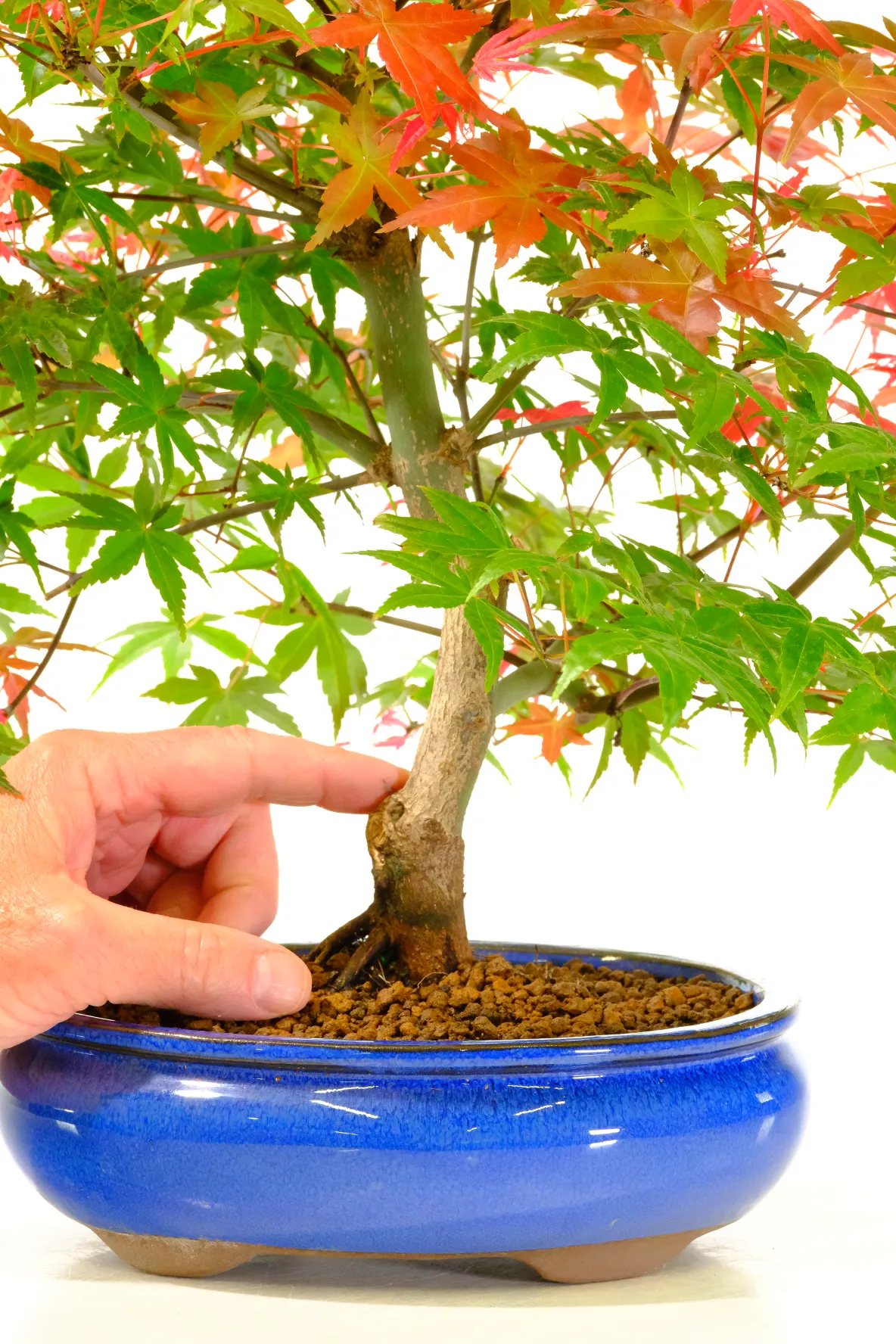 Beautifully balanced branch placement and a mature, characterful trunk create movement, harmony, and refinement from every angle. This handcrafted outdoor bonsai perfectly captures the peaceful elegance traditional Japanese maples are celebrated for.