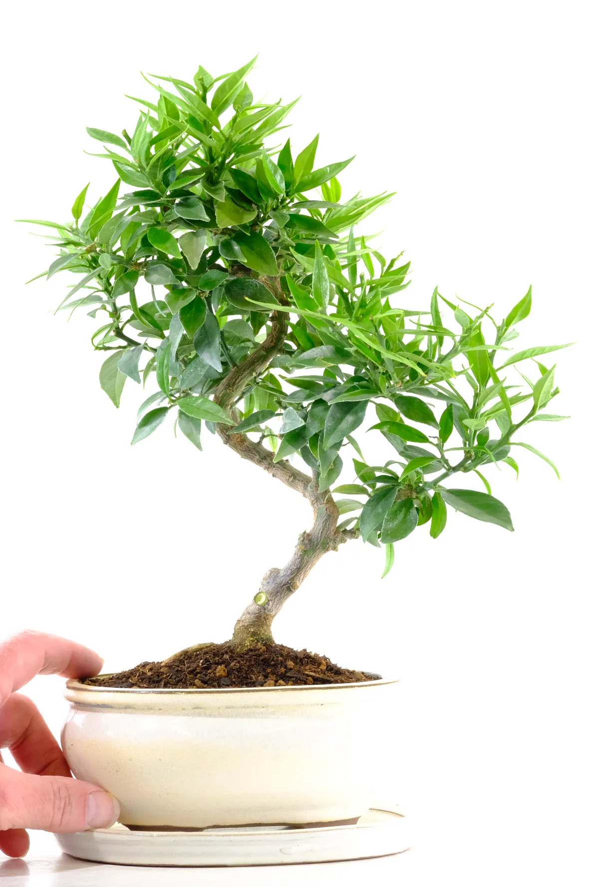 Orange Bonsai Tree (Citrus myrtifolia) - Chinotto