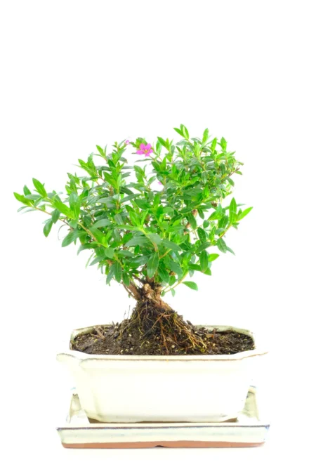 Exquisite Charming Cuphea Bonsai in an Ivory Bonsai Pot with Matching Tray