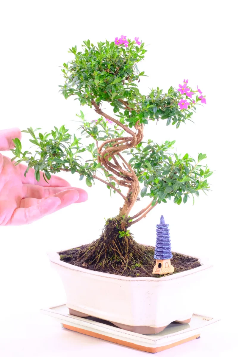 Multi stem Cuphea bonsai tree for sale