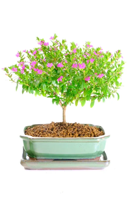 Dainty Cuphea bonsai tree for sale