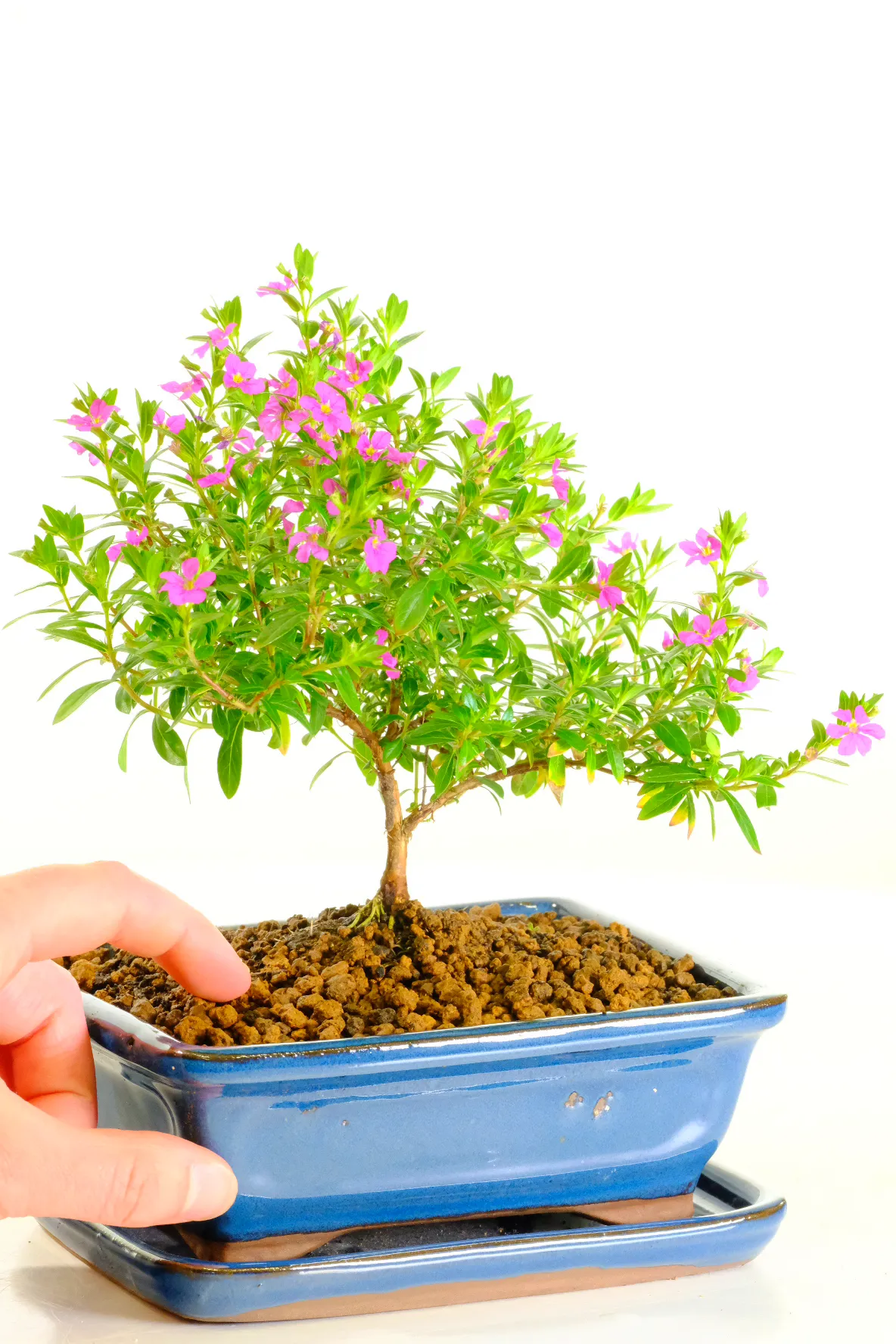 A very pretty starter bonsai from Bonsai Direct