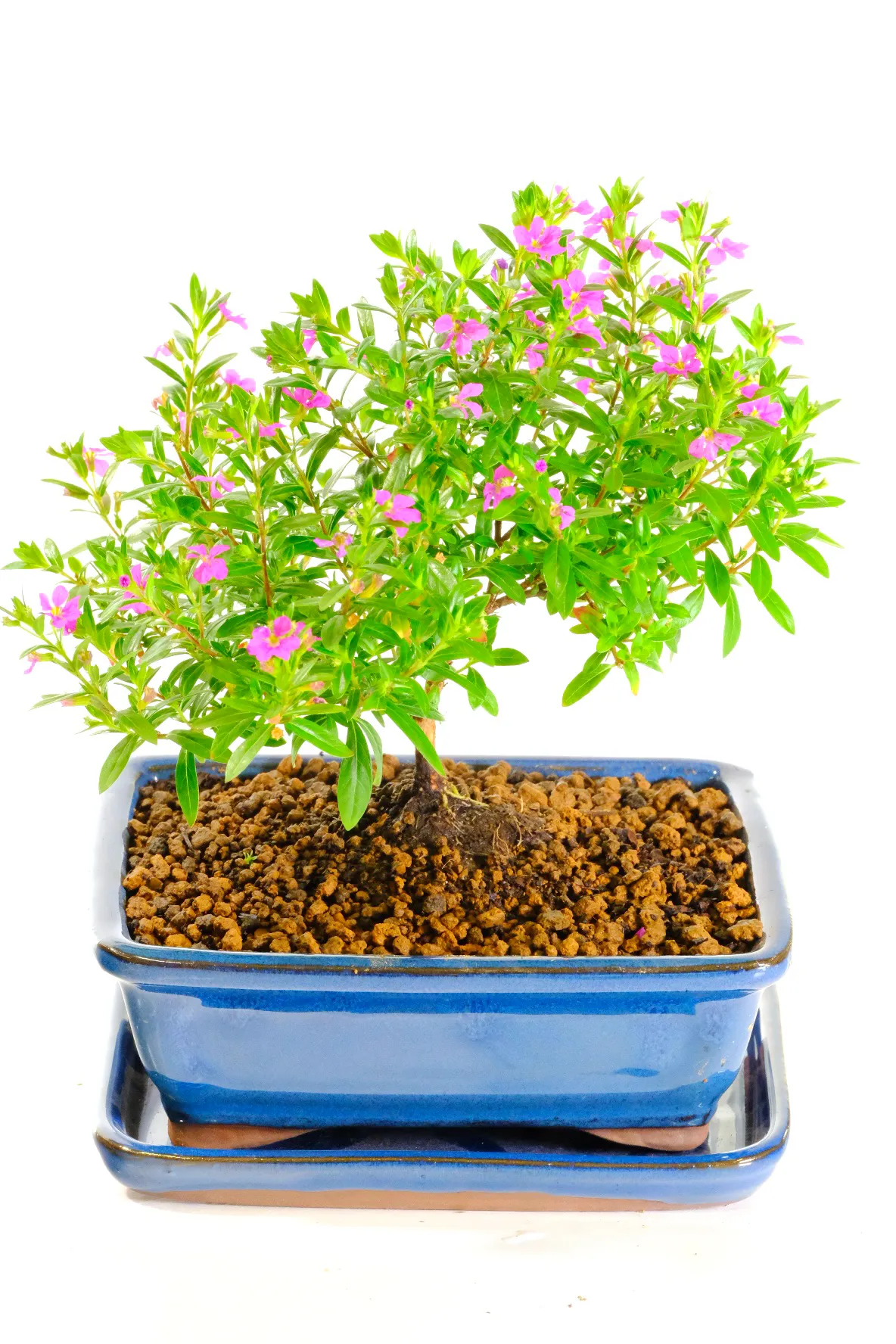 Potted into a blue ceramic bonsai pot with matching tray