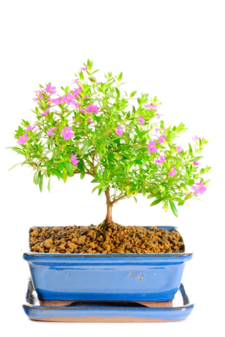 Pretty flowering indoor bonsai tree for sale