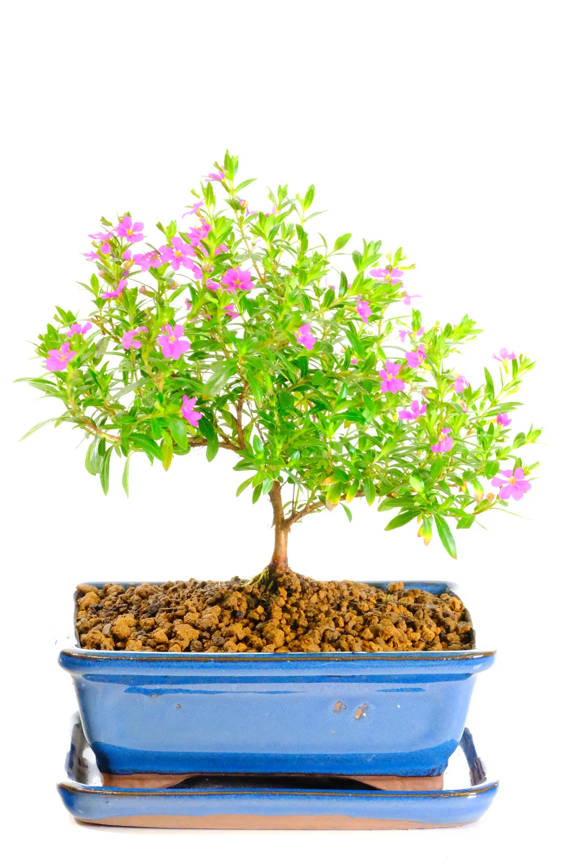 Pretty flowering indoor bonsai tree for sale