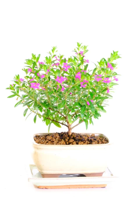 Charming little Cuphea indoor bonsai tree for sale UK