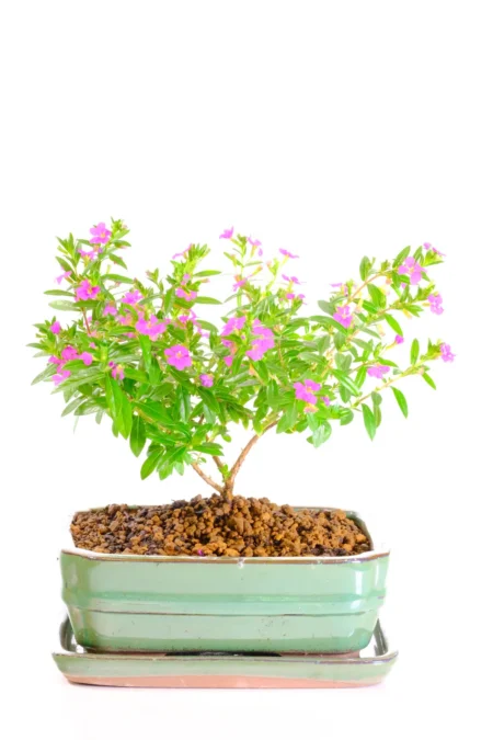 Tiny Cuphea indoor bonsai tree for sale UK