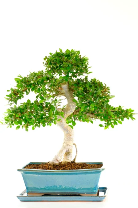 Large Indoor Tree | Chinese Elm Bonsai – 26-Year-Old Specimen Tree