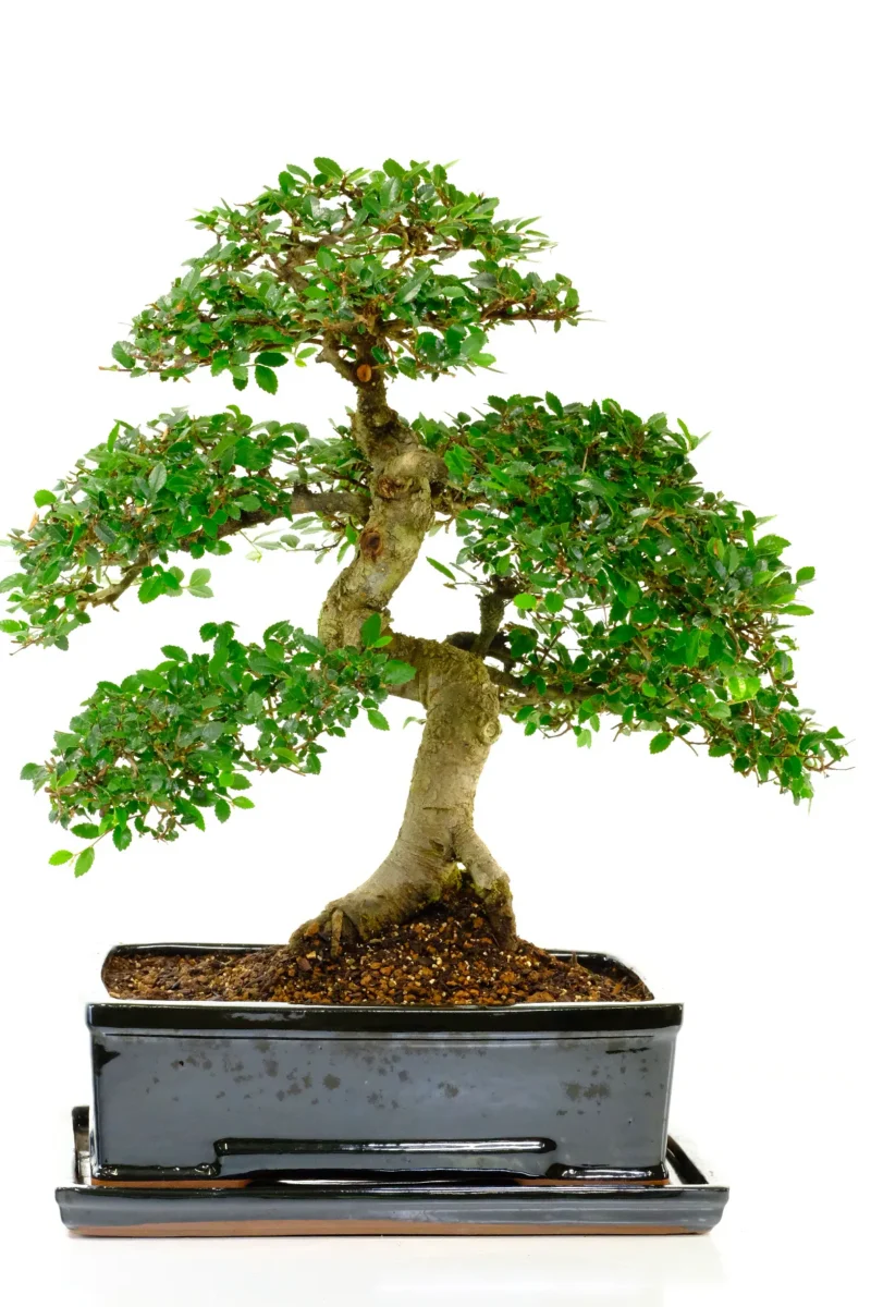 Specimen Cork Bark Chinese Elm Bonsai – 24-Year-Old Masterpiece