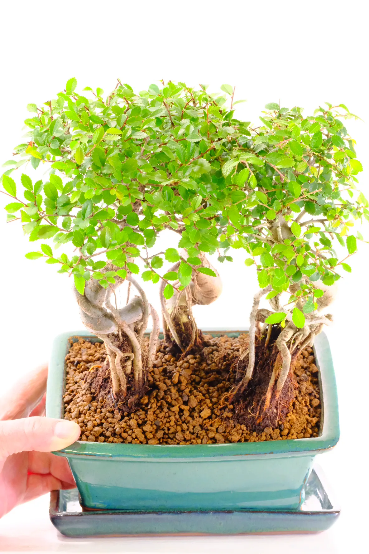 Striking Chinese Elm bonsai for sale with awesome exposed roots