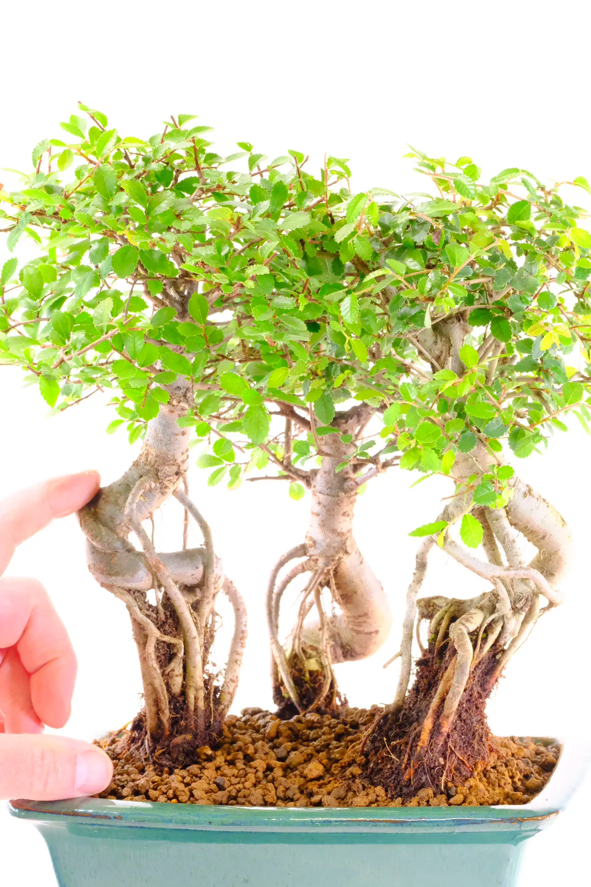 A Captivating Miniature Woodland - You will receive this exact bonsai!
