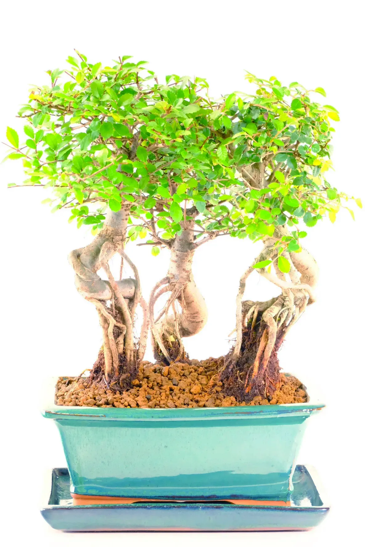 Woodland Scene Chinese Elm Bonsai Copse – Triple Bonsai Forest