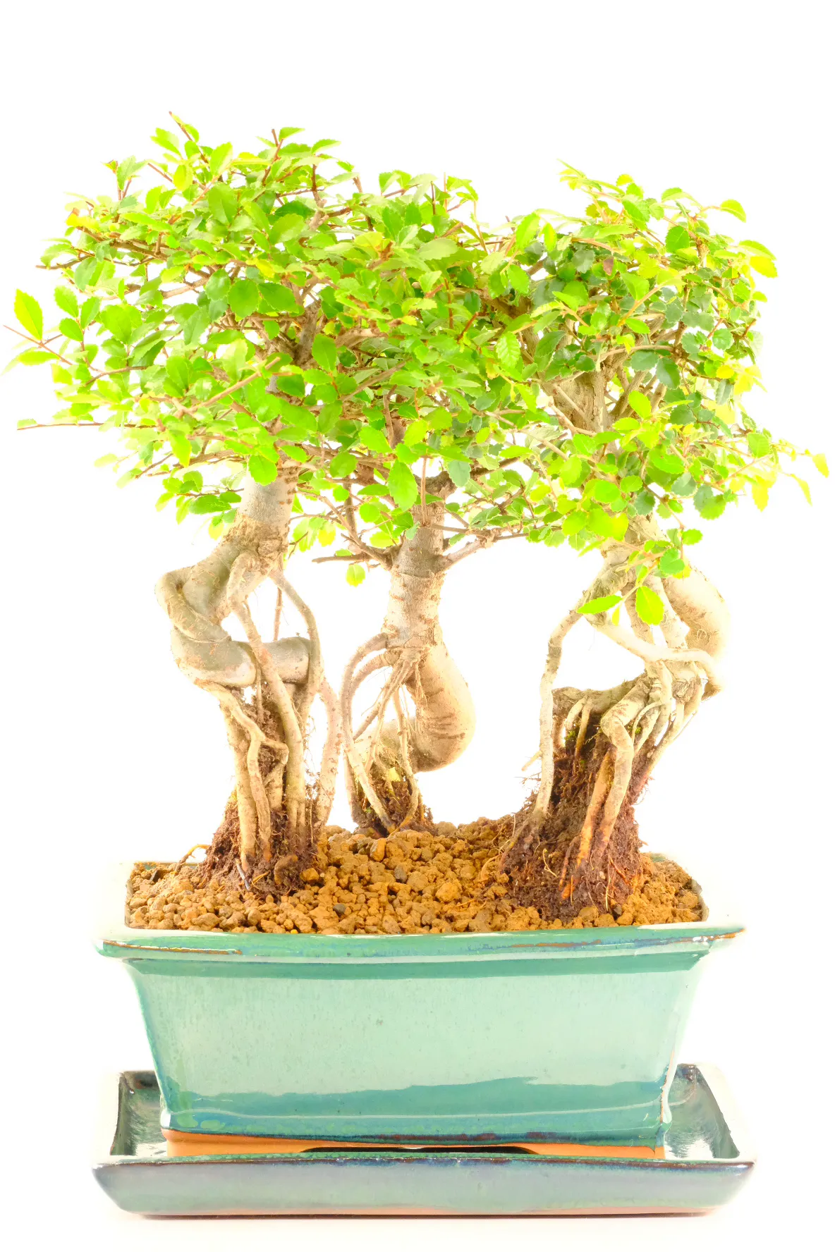 Woodland Scene Chinese Elm Bonsai Copse – Triple Bonsai Forest