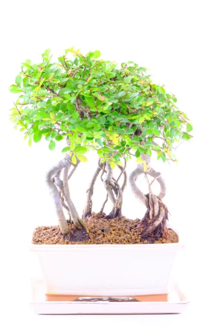 Chinese Elm Bonsai Tree Forest with Exposed Roots – Cream Glazed Pot