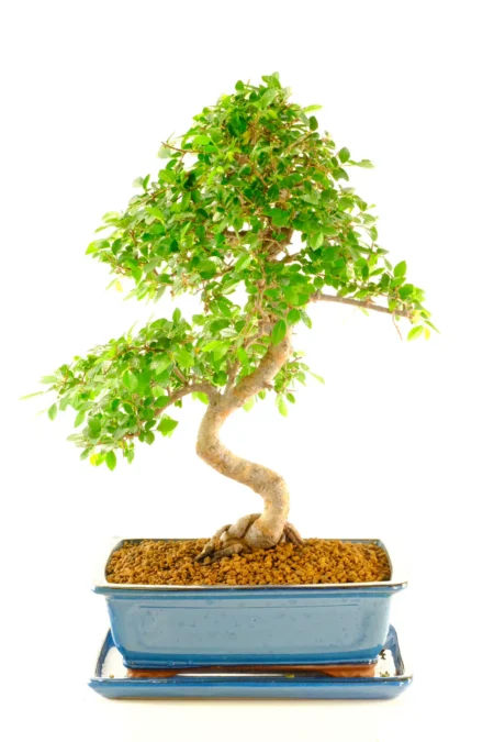 Charming Chinese Elm Bonsai with Serpentine Twist & Fresh Lime-Green Foliage